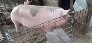 Vând porc de tara  - imagine 2