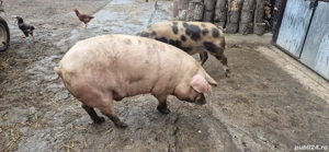 De vâzare porc - imagine 2 De vâzare porc - imagine 2