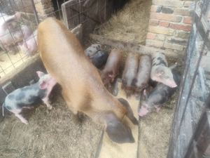 Vând purcei de 6 săptămâni 