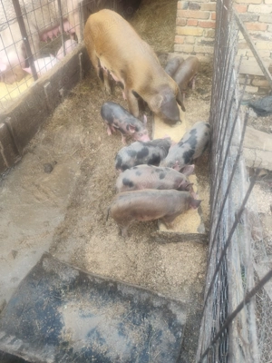 Vând purcei de 6 săptămâni  - imagine 2