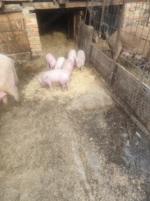 Vând purcei de 6 săptămâni  - imagine 4