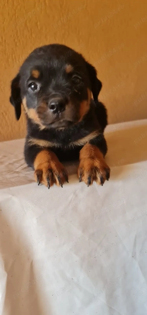 1 mascul si 1 femela Rottweiler din parinti cu Pedigree - imagine 5