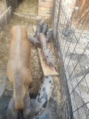 Vând purcei de 6 săptămâni  - imagine 3