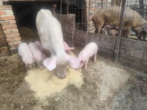 Vând purcei de 6 săptămâni  - imagine 5