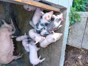 Vând purcei - imagine 2 Vând purcei - imagine 2