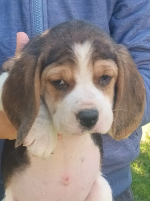 Pui Beagle tricolor