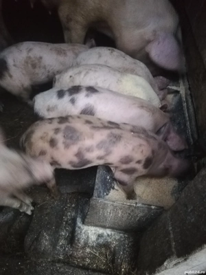 Vând purcei  - imagine 3