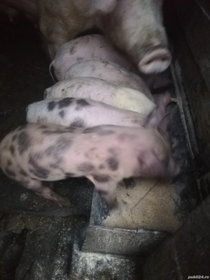 Vând purcei  - imagine 2