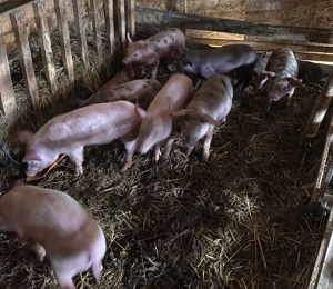 Vând purcei rasa pietrain și marele alb