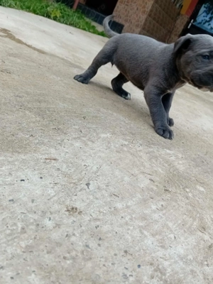 Cane corso cane corso