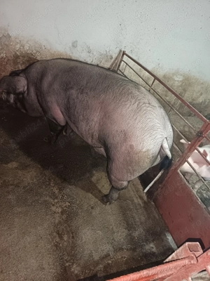 Porc Bazna -Duroc 190-210kg