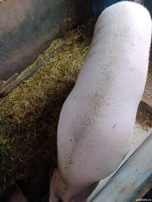 Vand scroafa  - imagine 4