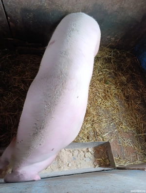 Vand scroafa  - imagine 5