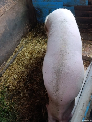 Vand scroafa  - imagine 3