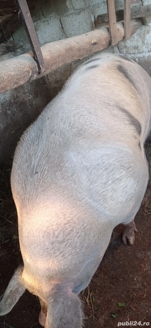 Purcea pietran belgian 