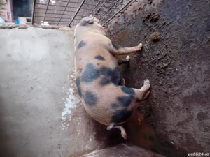 2 porci romanesti frumosi - imagine 2
