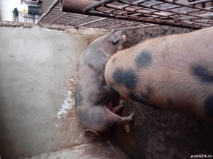 2 porci românești frumosi