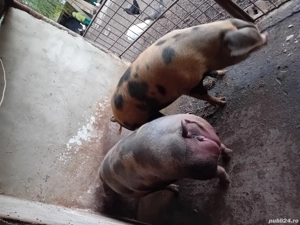2 porci romanesti frumosi