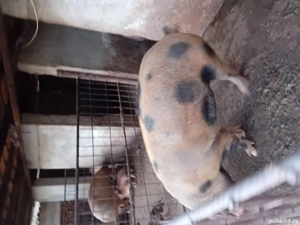 2 porci romanesti frumosi - imagine 4