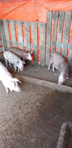 Purcei duroc x petrean