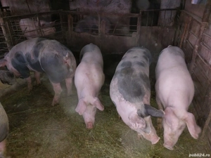 Porci 90.kg 130  - imagine 2 Porci 90.kg 130  - imagine 2
