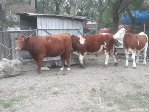 Facem înscrieri pt carcasa vițel angus sau baltat 