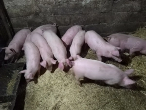 Vând purcei de 12 săptămâni  - imagine 2
