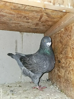 Porumbei American Gigant Homer