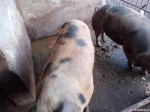 2 porci românești frumosi  - imagine 5