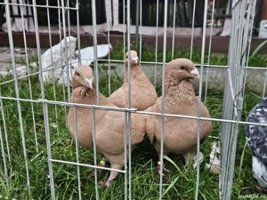 Porumbei American Gigant Homer - imagine 2