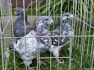 Porumbei American Gigant Homer - imagine 3