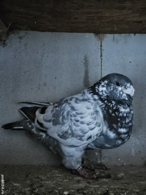 Porumbei American Gigant Homer - imagine 4