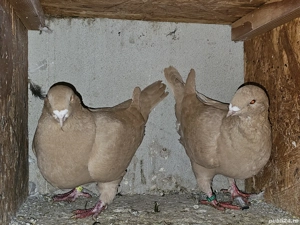 Porumbei American Gigant Homer - imagine 5