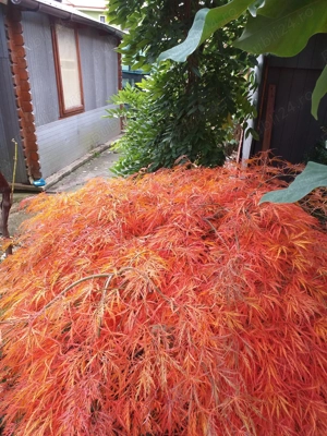 Imobil central Moieciu de jos,Brasov.La vanzare si schimb imobiliar,inclusiv cu dezvoltatori imobil. - imagine 9