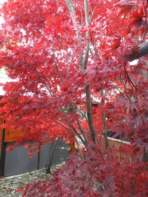 Imobil central Moieciu de jos,Brasov.La vanzare si schimb imobiliar,inclusiv cu dezvoltatori imobil. - imagine 10