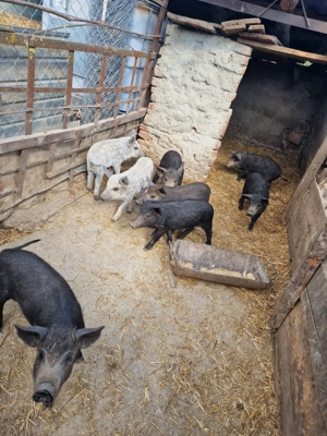 Vând purcei mangalița