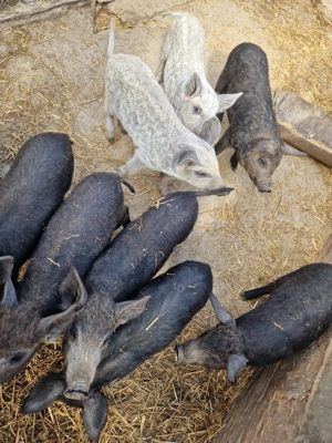 Vând purcei mangalița - imagine 3