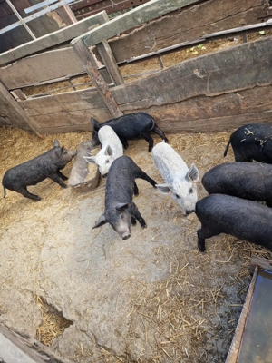 Vând purcei mangalița - imagine 4