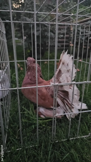 Porumbei Voltat Indian - imagine 4