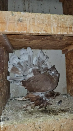 Porumbei Voltat Indian - imagine 2