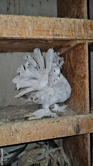 Porumbei Voltat Indian - imagine 3