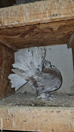 Porumbei Voltat Indian - imagine 5