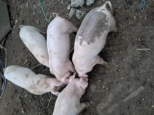 Purcei intarcati 3 buc 