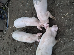 Purcelusi de vanzare - imagine 4