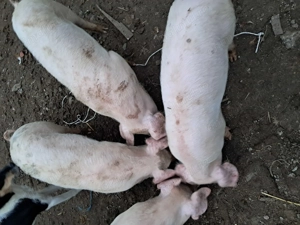 Purcei de 10 saptamani - imagine 2 Purcei de 10 saptamani - imagine 2