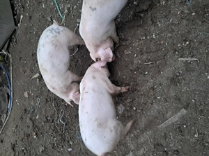 Purcelusi de vanzare - imagine 5