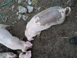 Purcei de 10 saptamani - imagine 5 Purcei de 10 saptamani - imagine 5