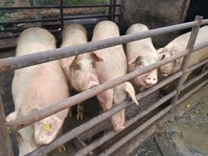 Vând porci rasă de carne  - imagine 4