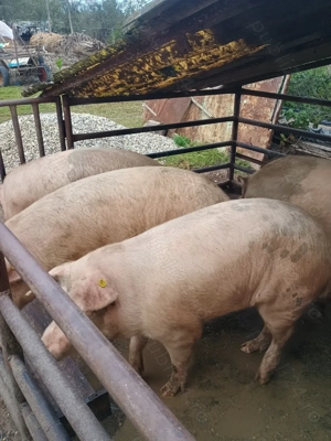 Vând porci rasă de carne 