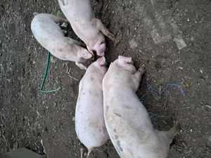 Purcei de 10 saptamani - imagine 4 Purcei de 10 saptamani - imagine 4